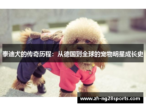 泰迪犬的传奇历程：从德国到全球的宠物明星成长史